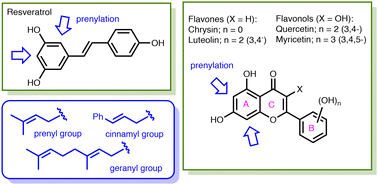 Graphical abstract: Catalytic prenylation of natural polyphenols