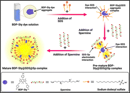 Graphical abstract: A simplified and cost-effective detection of cancer bio-markers using BODIPY and surfactant-templated fluorogenic self-assembly