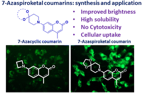 Graphical abstract: 7-Azaspiroketal as a unique and effective auxochrome moiety: demonstration in a fluorescent coumarin dye and application in cell imaging