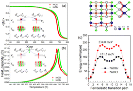 Graphical abstract: Two-dimensional ferroelastic and ferromagnetic NiOX (X = Cl and Br) with half-metallicity and a high Curie temperature