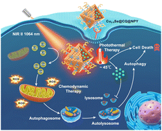 Graphical abstract: Hollow Cu2−xSe-based nanocatalysts for combined photothermal and chemodynamic therapy in the second near-infrared window