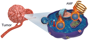 Graphical abstract: Hollow spherical Mn0.5Zn0.5Fe2O4 nanoparticles with a magnetic vortex configuration for enhanced magnetic hyperthermia efficacy