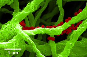 Graphical abstract: An electrospun nanofiber mat as an electrode for AC-dielectrophoretic trapping of nanoparticles