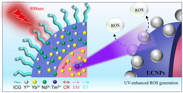 Graphical abstract: Near-infrared light responsive intensified multiphoton ultraviolet upconversion in nanostructures towards efficient reactive oxygen species generation