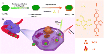 Graphical abstract: Dual-wavelength responsive CuS@COF nanosheets for high-performance photothermal/photodynamic combination treatments