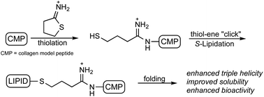 Graphical abstract: Harnessing the power of a photoinitiated thiol–ene “click” reaction for the efficient synthesis of S-lipidated collagen model peptide amphiphiles