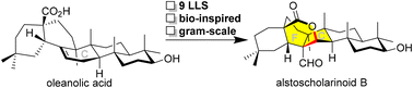 Graphical abstract: Gram-scale synthesis of alstoscholarinoid B via a bio-inspired strategy