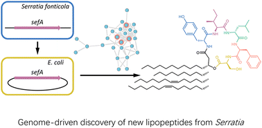 Graphical abstract: Genome-driven discovery of new serrawettin W2 analogues from Serratia fonticola DSM 4576