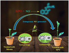 Graphical abstract: Direct fluorescence labelling of NO inside plant cells