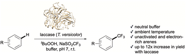 Graphical abstract: Direct arene trifluoromethylation enabled by promiscuous activity of fungal laccase