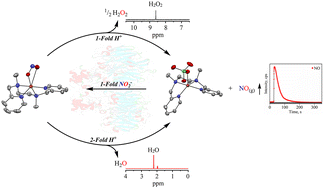 Graphical abstract: Acid-induced conversion of nitrite to nitric oxide at the copper(ii) center: a new catalytic pathway