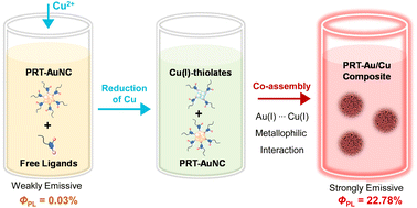 Graphical abstract: A cooperative effect of copper-induction and AIE leading to bright luminescence of gold nanoclusters