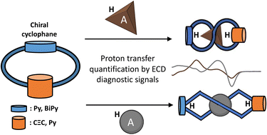 Graphical abstract: Deciphering the degree of proton-transfer in pyrido-cyclophanes by chiroptical outcomes in non-aqueous solvents