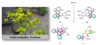 Graphical abstract: Isatin-based spiro indolenine alkaloids from Isatis indigotica Fortune with anti-neuroinflammatory and acetylcholinesterase inhibitory effects