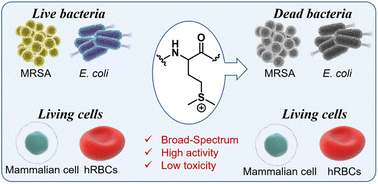 Graphical abstract: Combating drug-resistant bacteria with sulfonium cationic poly(methionine)