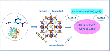 Graphical abstract: The enzymatic synthesis of lactose caprate using Candida rugosa lipase immobilized into ZIF-8 and investigation of its anticancer applications against K562 leukemia and HeLa cancer cells