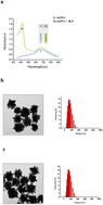 Graphical abstract: Novel H2S sensing mechanism derived from the formation of oligomeric sulfide capping the surface of gold nanourchins