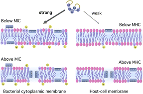 Graphical abstract: Modeling selectivity of antimicrobial peptides: how it depends on the presence of host cells and cell density