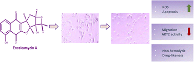 Graphical abstract: In vitro anticancer evaluation of Enceleamycin A and its underlying mechanism