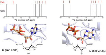 Graphical abstract: Solid-state NMR chemical shift analysis for determining the conformation of ATP bound to Na,K-ATPase in its native membrane