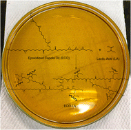 Graphical abstract: Structure and thermal behavior of biobased vitrimer of lactic acid and epoxidized canola oil