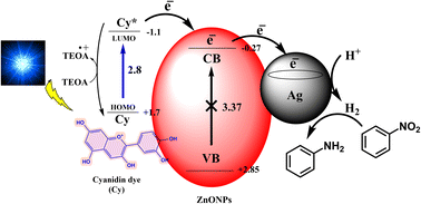 Graphical abstract: Green approach for the fabrication of a ternary nanocatalyst (Ag-ZnONPs@Cy) for visible light-induced photocatalytic reduction of nitroarenes to aminoarenes