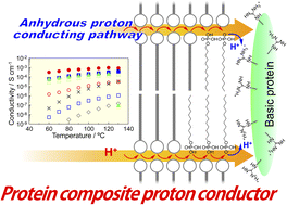 Graphical abstract: Anhydrous proton conductor consisting of protamine–monododecyl phosphate composite with self-assembled structure