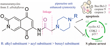 Graphical abstract: Discovery, synthesis, and cytotoxic evaluation of isoquinolinequinones produced by Streptomyces albidoflavus derived from lichen