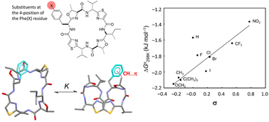 Graphical abstract: Electronic substituent effect on the conformation of a phenylalanine-incorporated cyclic peptide