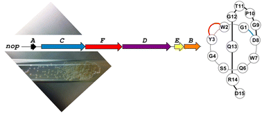 Graphical abstract: Bioinformatics-guided discovery of biaryl-linked lasso peptides