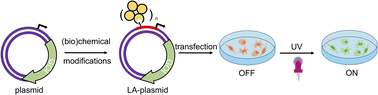 Graphical abstract: Sequence-independent, site-specific incorporation of chemical modifications to generate light-activated plasmids