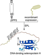 Graphical abstract: The semisynthesis of nucleolar human selenoprotein H