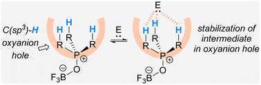 Graphical abstract: Trialkylphosphonium oxoborates as C(sp3)–H oxyanion holes and their application in catalytic chemoselective acetalization