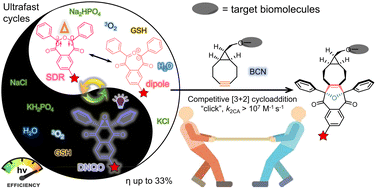 Graphical abstract: Photoswitchable and long-lived seven-membered cyclic singlet diradicals for the bioorthogonal photoclick reaction