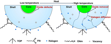 Graphical abstract: Interface defects repair of core/shell quantum dots through halide ion penetration