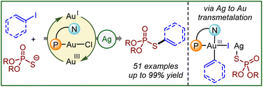 Graphical abstract: Gold-catalyzed alkenylation and arylation of phosphorothioates