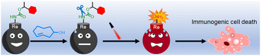 Graphical abstract: Bioorthogonal dissociative rhenium(i) photosensitisers for controlled immunogenic cell death induction