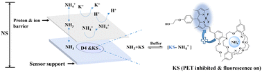 Graphical abstract: Highly selective fluorescent sensor for ammonium ions