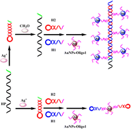 Graphical abstract: Colorimetric and dynamic light scattering dual-readout assay for formaldehyde detection based on the hybridization chain reaction and gold nanoparticles