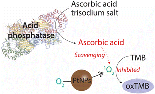 Graphical abstract: Single-step colorimetric detection of acid phosphatase in human urine using an oxidase-mimic platinum nanozyme