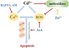 Graphical abstract: Study on inhibitory effects of AsA, ZnCl2, and BAPTA-AM on Cd2+-induced cell oxidative stress and cytotoxicity by scanning electrochemical microscopy (SECM) technology