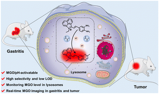 Graphical abstract: Acid-promoted fluorescent probe for monitoring endogenous methylglyoxal in tumors and gastritis