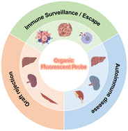 Graphical abstract: Organic fluorophore-based fluorescent probes for abnormal immune response diagnosis and treatment evaluation