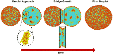 Graphical abstract: Molecular dynamics simulation of the coalescence of surfactant-laden droplets