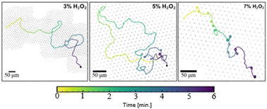 Graphical abstract: Transition from scattering to orbiting upon increasing the fuel concentration for an active Janus colloid moving at an obstacle–decorated interface