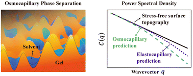 Graphical abstract: Experimental characterization of elastocapillary and osmocapillary effects on multi-scale gel surface topography