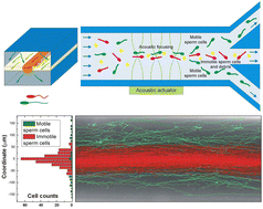 Graphical abstract: Selecting active matter according to motility in an acoustofluidic setup: self-propelled particles and sperm cells