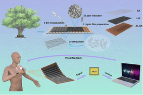 Graphical abstract: A solely biobased strain sensor with an ultra-precision response via a surface graphitization strategy