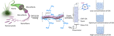 Graphical abstract: Eco-efficient pickering foams: leveraging sugarcane waste-derived cellulose nanofibres