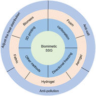 Graphical abstract: Nature-inspired sustainable solar evaporators for seawater desalination